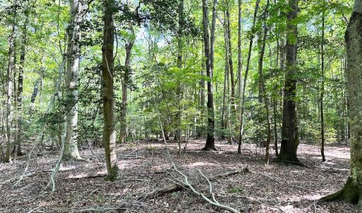 Photo #17 of SOLD property in Off Reynolds Drive, Carrollton, VA 5.1 acres