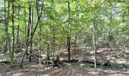 Photo #18 of SOLD property in Off Reynolds Drive, Carrollton, VA 5.1 acres