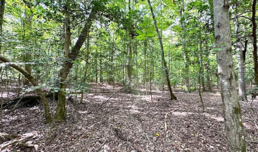 Photo #20 of SOLD property in Off Reynolds Drive, Carrollton, VA 5.1 acres
