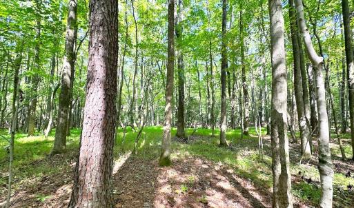 Photo #9 of SOLD property in Off Reynolds Drive, Carrollton, VA 5.1 acres