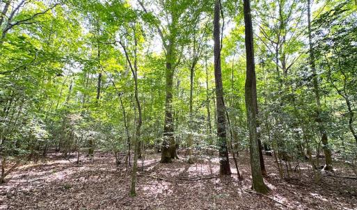 Photo #21 of SOLD property in Off Reynolds Drive, Carrollton, VA 5.1 acres