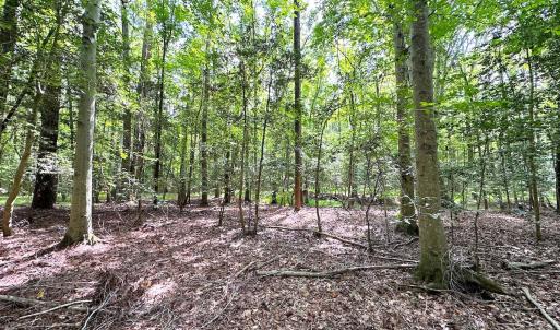 Photo #22 of SOLD property in Off Reynolds Drive, Carrollton, VA 5.1 acres