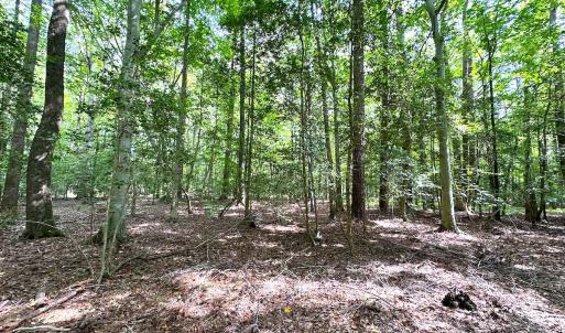 Photo #23 of SOLD property in Off Reynolds Drive, Carrollton, VA 5.1 acres