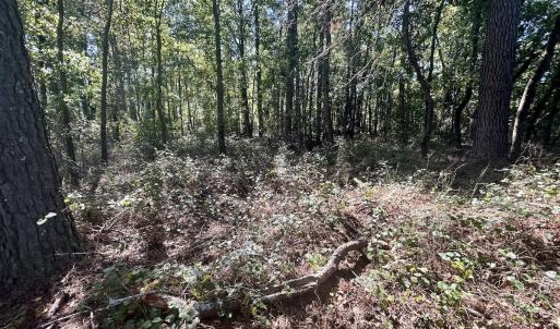 Photo #17 of SOLD property in Off Old Coats Rd, Lillington, NC 9.0 acres
