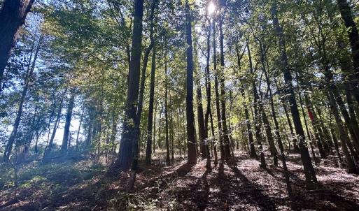 Photo #19 of SOLD property in Off Old Coats Rd, Lillington, NC 9.0 acres