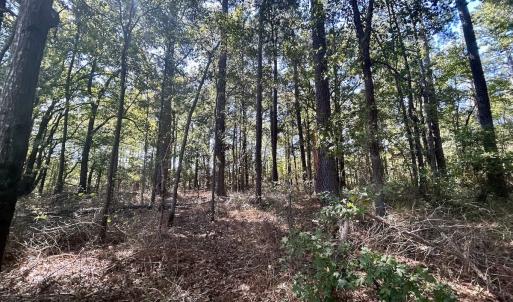 Photo #20 of SOLD property in Off Old Coats Rd, Lillington, NC 9.0 acres