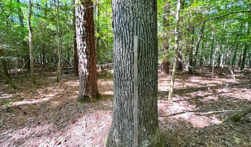 Photo #10 of Off Doggett Lane, Carrollton, VA 17.4 acres