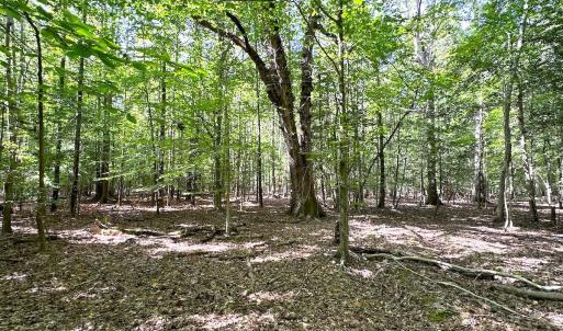 Photo #12 of Off Doggett Lane, Carrollton, VA 17.4 acres