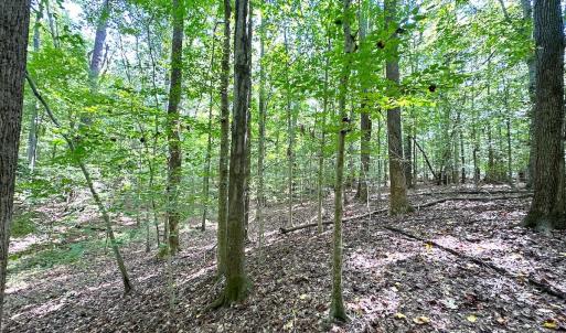 Photo #14 of Off Doggett Lane, Carrollton, VA 17.4 acres