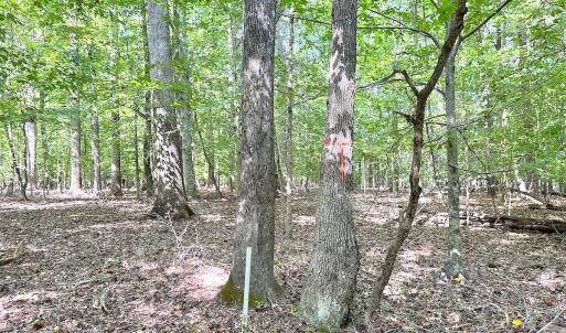 Photo #15 of Off Doggett Lane, Carrollton, VA 17.4 acres