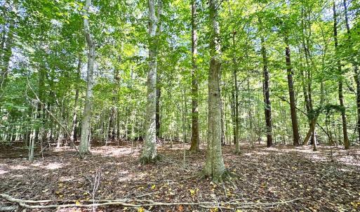 Photo #16 of Off Doggett Lane, Carrollton, VA 17.4 acres