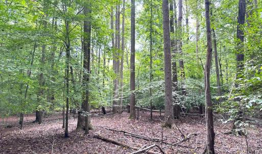 Photo #27 of Off Doggett Lane, Carrollton, VA 17.4 acres