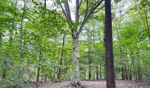 Photo #29 of Off Doggett Lane, Carrollton, VA 17.4 acres