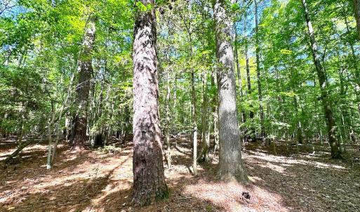 Photo #9 of Off Doggett Lane, Carrollton, VA 17.4 acres