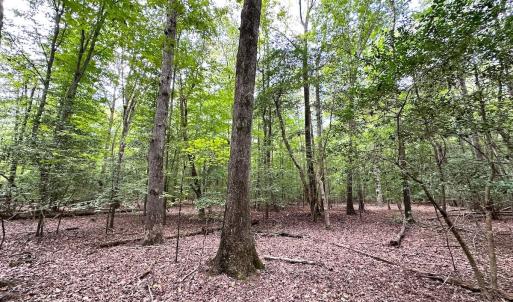 Photo #9 of Off Doggett Lane, Carrollton, VA 21.0 acres