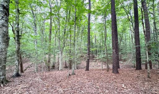Photo #12 of Off Doggett Lane, Carrollton, VA 21.0 acres