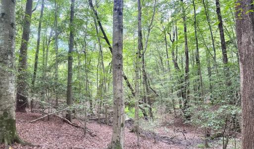 Photo #24 of Off Doggett Lane, Carrollton, VA 21.0 acres