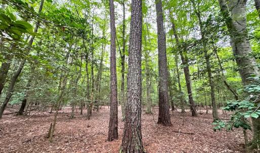 Photo #29 of Off Doggett Lane, Carrollton, VA 21.0 acres