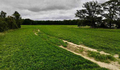 Photo #13 of SOLD property in Off Faro Rd. , Fremont, NC 37.7 acres