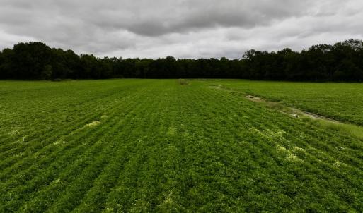 Photo #15 of SOLD property in Off Faro Rd. , Fremont, NC 37.7 acres