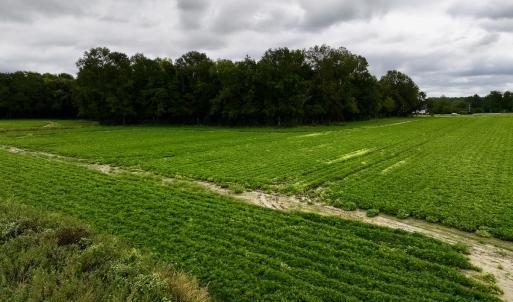 Photo #16 of SOLD property in Off Faro Rd. , Fremont, NC 37.7 acres