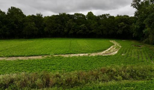 Photo #17 of SOLD property in Off Faro Rd. , Fremont, NC 37.7 acres