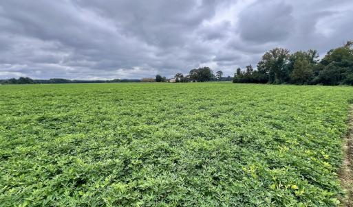 Photo #20 of SOLD property in Off Faro Rd. , Fremont, NC 37.7 acres