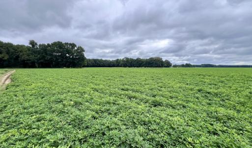 Photo #21 of SOLD property in Off Faro Rd. , Fremont, NC 37.7 acres