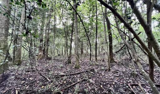 Photo #24 of SOLD property in Off Faro Rd. , Fremont, NC 37.7 acres