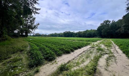 Photo #27 of SOLD property in Off Faro Rd. , Fremont, NC 37.7 acres