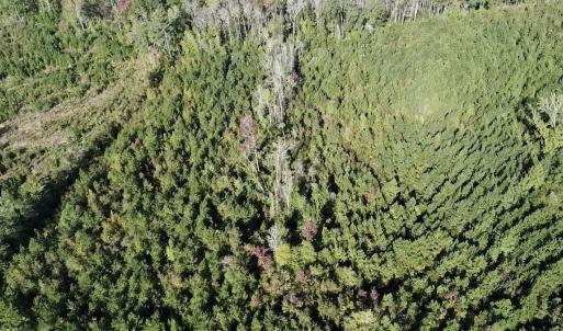 Photo #18 of Off JEROME LN, Linden, NC 28.0 acres