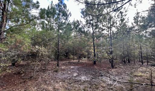 Photo #23 of Off JEROME LN, Linden, NC 28.0 acres