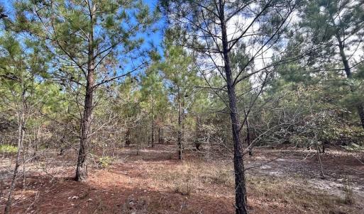 Photo #24 of Off JEROME LN, Linden, NC 28.0 acres