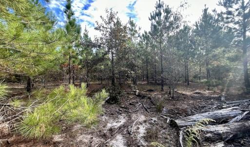 Photo #25 of Off JEROME LN, Linden, NC 28.0 acres