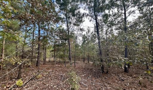 Photo #27 of Off JEROME LN, Linden, NC 28.0 acres