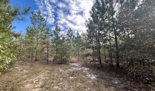 Photo #29 of Off JEROME LN, Linden, NC 28.0 acres