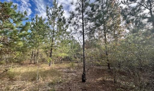Photo #31 of Off JEROME LN, Linden, NC 28.0 acres