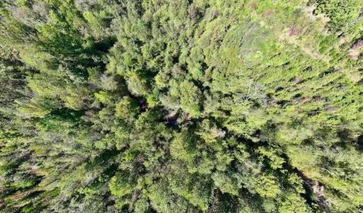 Photo #38 of Off Weadon Road, Blanch, NC 41.3 acres