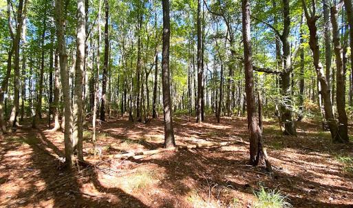 Photo #2 of SOLD property in Off Cattail Rd, Mears, VA 112.0 acres