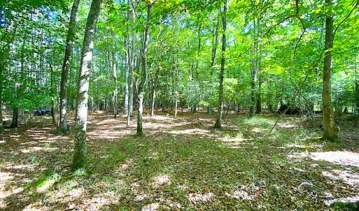 Photo #5 of SOLD property in Off Cattail Rd, Mears, VA 112.0 acres