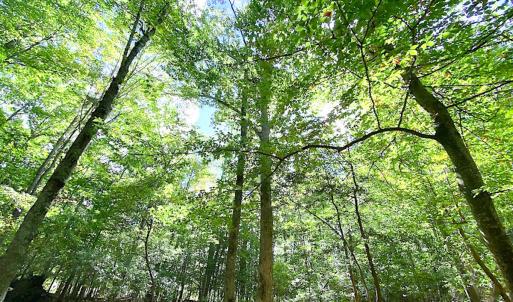 Photo #6 of SOLD property in Off Cattail Rd, Mears, VA 112.0 acres