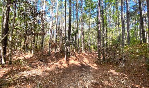 Photo #10 of SOLD property in Off Cattail Rd, Mears, VA 112.0 acres