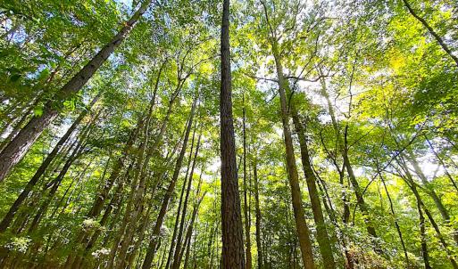Photo #12 of SOLD property in Off Cattail Rd, Mears, VA 112.0 acres