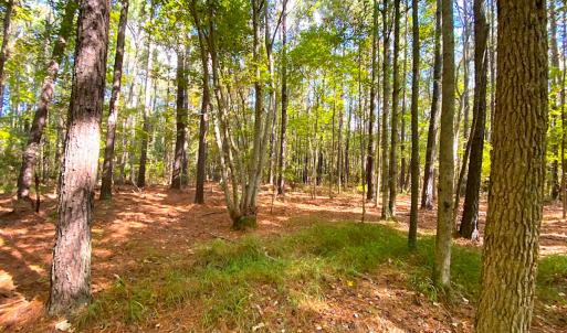 Photo #13 of SOLD property in Off Cattail Rd, Mears, VA 112.0 acres