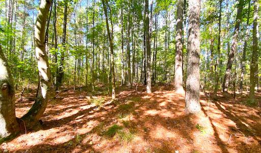 Photo #15 of SOLD property in Off Cattail Rd, Mears, VA 112.0 acres