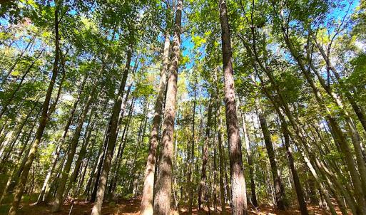 Photo #16 of SOLD property in Off Cattail Rd, Mears, VA 112.0 acres