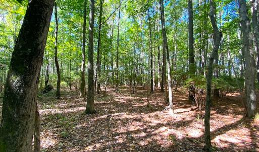 Photo #18 of SOLD property in Off Cattail Rd, Mears, VA 112.0 acres