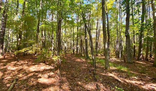 Photo #20 of SOLD property in Off Cattail Rd, Mears, VA 112.0 acres