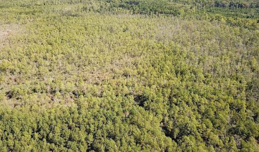 Photo #22 of SOLD property in Off Cattail Rd, Mears, VA 112.0 acres
