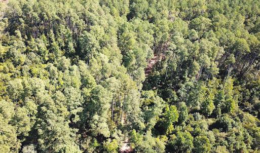 Photo #33 of SOLD property in Off Cattail Rd, Mears, VA 112.0 acres